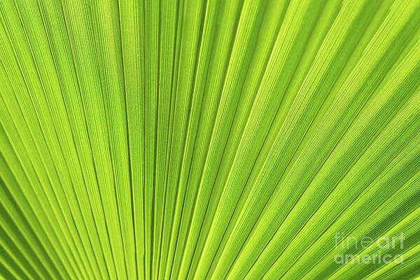 Palm Leaf Poster featuring the photograph Green palm leaf and mediterranean sunlight by Adriana Mueller