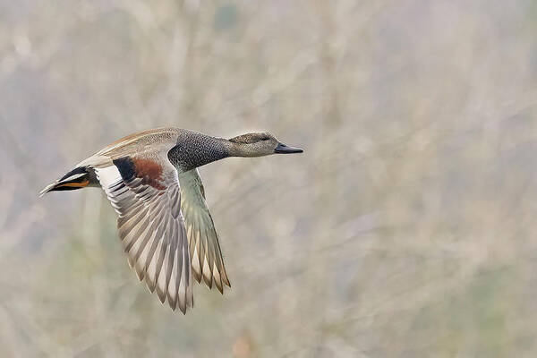 Duck Poster featuring the photograph Grey Duck in a grey background by Jim E Johnson