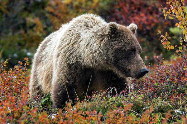 Grizzly Poster featuring the photograph Grizzly bear in Denali national park - Alaska by Olivier Parent