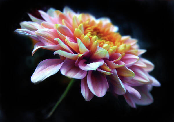 Chrysanthemum Poster featuring the photograph Chrysanthemum Glow by Jessica Jenney