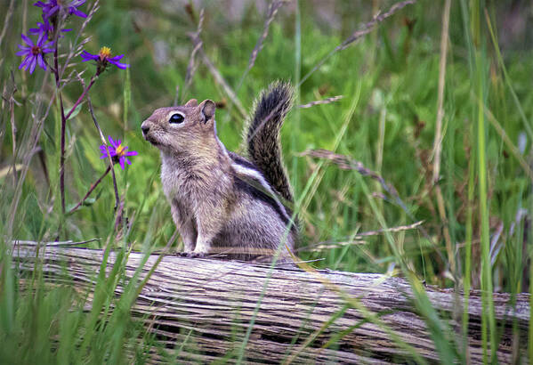 Chipmunk Poster featuring the photograph Guardian of the Gate by Laura Terriere