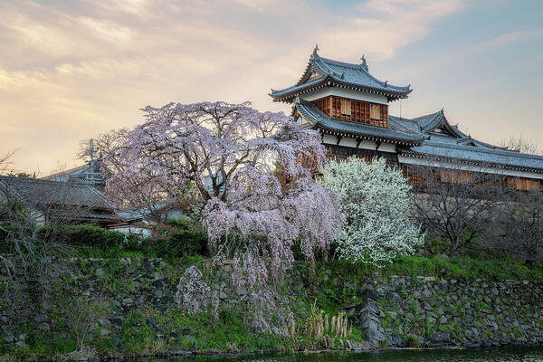 Animal Poster featuring the photograph Hanami Season in Nara by Alex Mironyuk