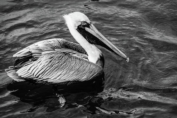 Black Poster featuring the photograph Handsome Pelican Black and White by Debra and Dave Vanderlaan