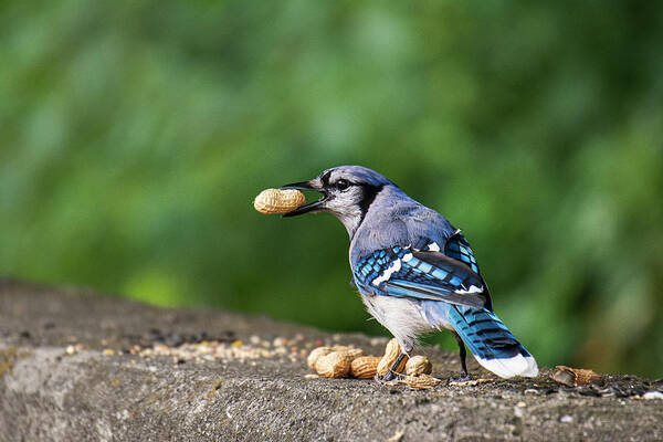 Blue Jay Poster featuring the photograph Happy Blue Jay with Peanut by Ilene Hoffman
