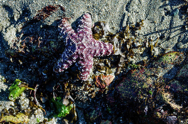 Oregon Poster featuring the photograph Happy Starfish by Margaret Pitcher