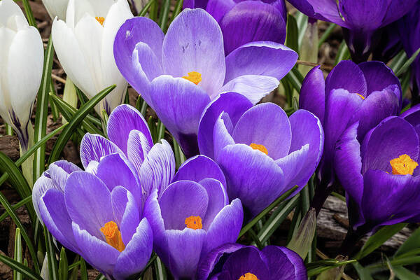 Crocus Poster featuring the photograph Harbinger of Spring by Craig A Walker