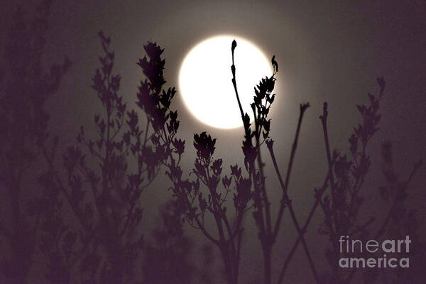 Full Moon Poster featuring the photograph Harvest Moon Risin' by Debra Banks