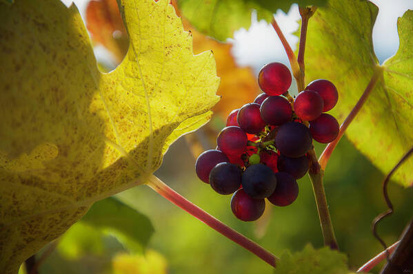 Vineyard Poster featuring the photograph Harvest Time On The Vineyard by Owen Weber