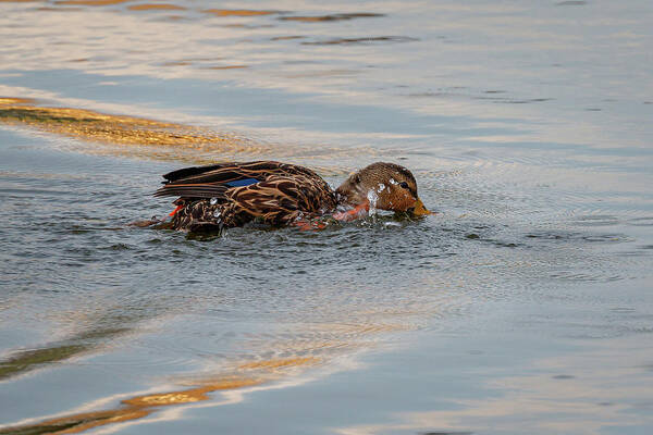 Duck Poster featuring the photograph Having Fun by Les Greenwood