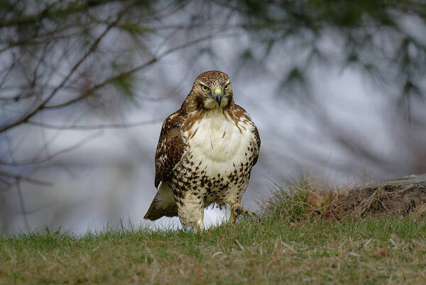 Red Tail Hawk Poster featuring the photograph Hawk Walk by Michael Hubley