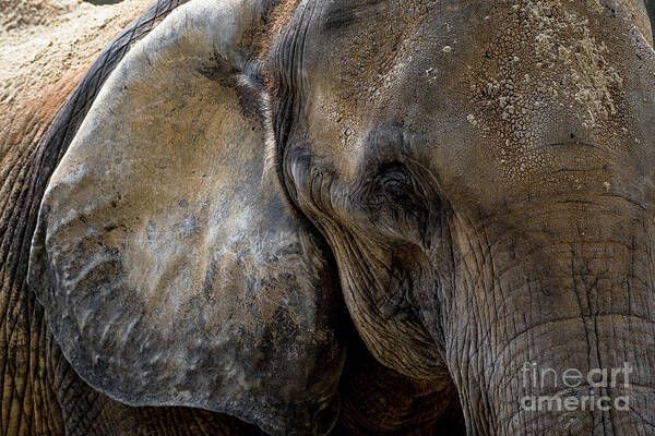 Adult Poster featuring the photograph Head Of An Old African Elephant With Wrinkled Skin by Andreas Berthold