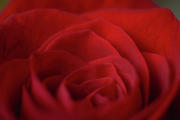 Red Rose Poster featuring the photograph Hearted by Michelle Wermuth