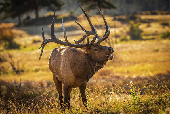 Bull Elk Poster featuring the photograph Heavy is the Head that Wears the Crown by Gary Kochel