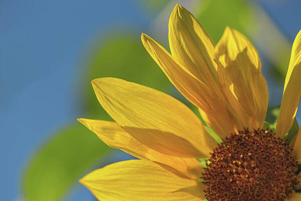 Sunflower Poster featuring the photograph Hello summer by Kunal Mehra