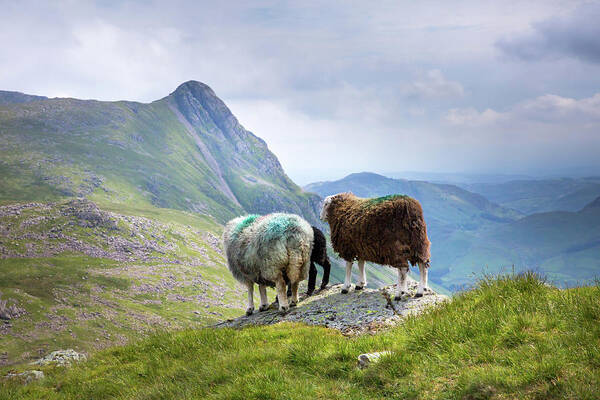 English Lake District Poster featuring the photograph Herdy family, the Langdale Pikes by Anita Nicholson