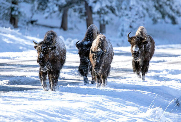 Bison Poster featuring the photograph Here We Come... by Shari Sommerfeld