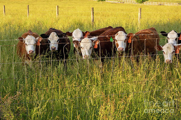Agricultural Poster featuring the photograph Hereford Calves at the Fence by Eleanor Abramson