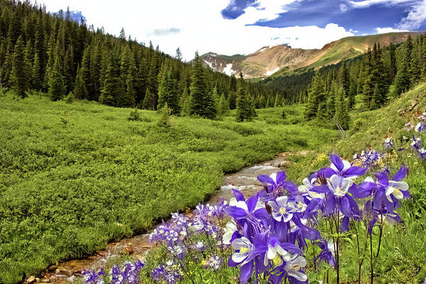 Columbines Poster featuring the photograph Herman Gulch Columbines by Bob Falcone