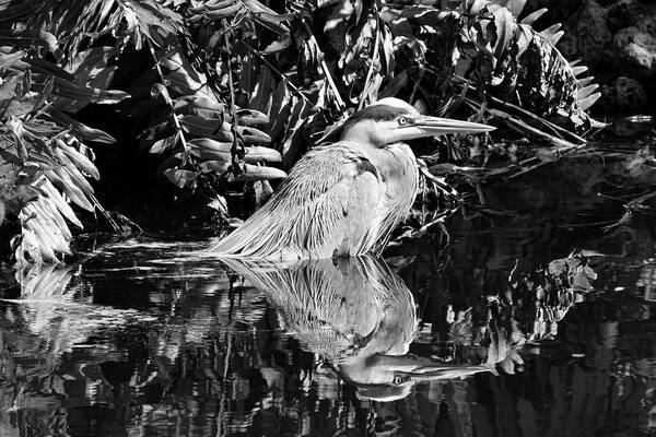 Water Poster featuring the photograph Heron in Deep Water by Robert Wilder Jr