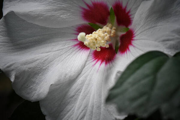 Flower Poster featuring the photograph Hibiscus Althea by DArcy Evans