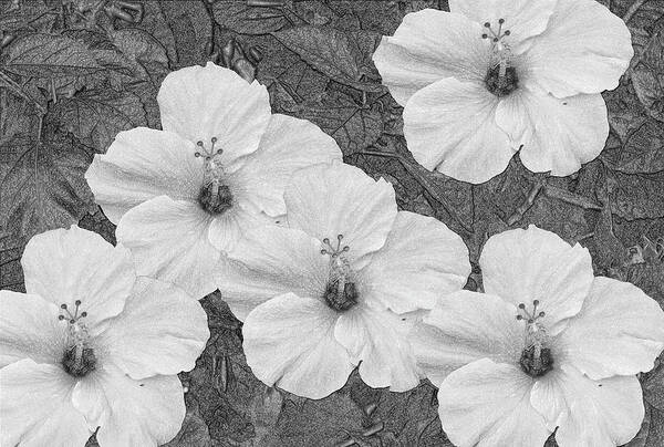 Hibiscus Poster featuring the mixed media Hibiscus Artwork B/W by Debra Kewley
