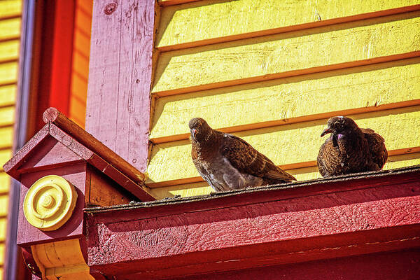 Birds Poster featuring the photograph High up and safe by Tatiana Travelways