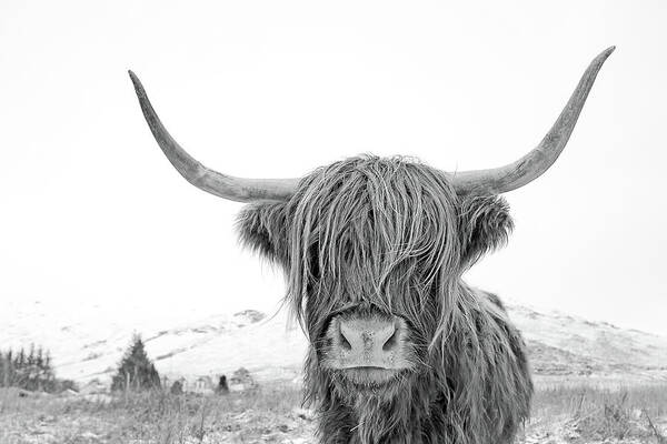 Highland Cow Poster featuring the photograph Highland Cow mono by Grant Glendinning