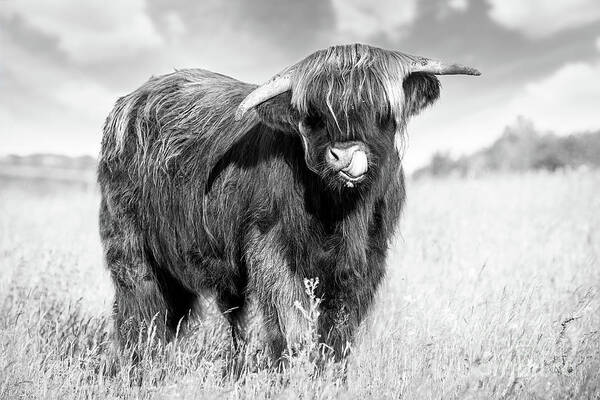 Highland Cattle Poster featuring the photograph Highland cow tongue lick black and white by Simon Bratt