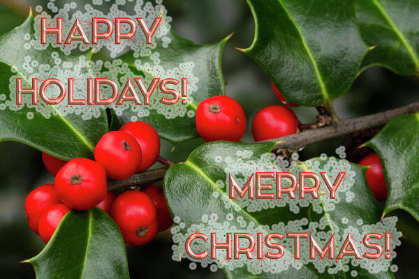 Holly Poster featuring the photograph Holly Holiday Christmas Greeting by Carol Senske