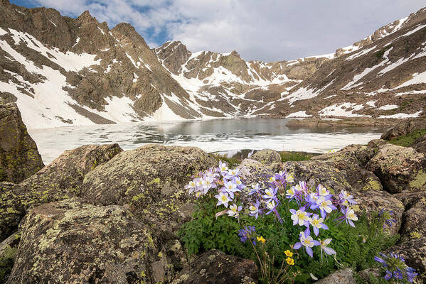 Holy Cross Poster featuring the photograph Holy Cross Wilderness Columbines by Aaron Spong