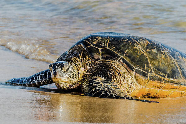 Honu Poster featuring the photograph Honu by Alan Hart