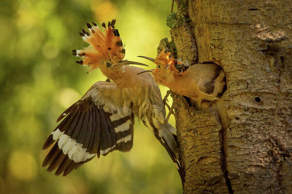 Animals Poster featuring the photograph Hoopoe time by Piotr Skrzypiec