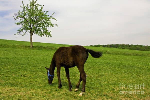 Horse Poster featuring the photograph Horse and tree by Irina Afonskaya