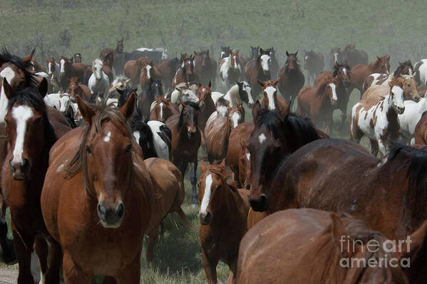 Herd Poster featuring the photograph Horse Herd 2 by Jody Miller