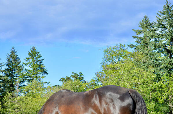  Brown Horse Poster featuring the photograph Horse Under Turquoise Sky by Listen To Your Horse