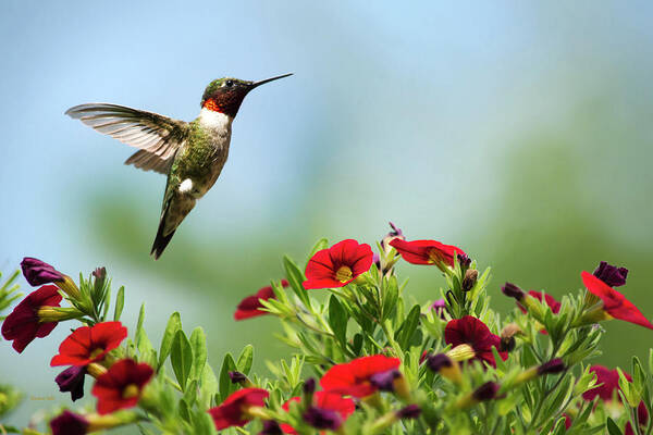 Hummingbird Poster featuring the photograph Hummingbird Frolic with Flowers by Christina Rollo