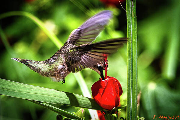 Bird Poster featuring the photograph Hummingbird In Flight by Rene Vasquez