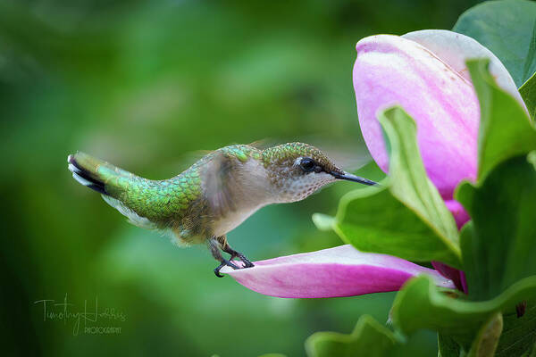 Hummingbird Magnolia Green Pink Poster featuring the photograph Hummingbird on Magnolia 1 by Timothy Harris