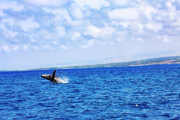  Humpback Whale Poster featuring the photograph Humpback Breach on the Big Island by Anthony Jones
