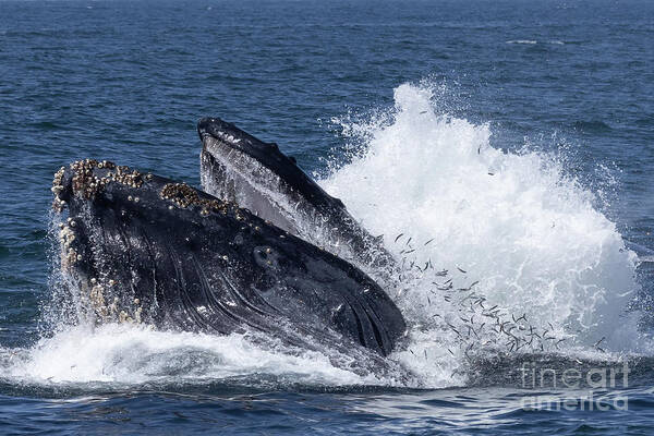 Princess Monterey Poster featuring the photograph Humpback Lunge Feeding by Loriannah Hespe