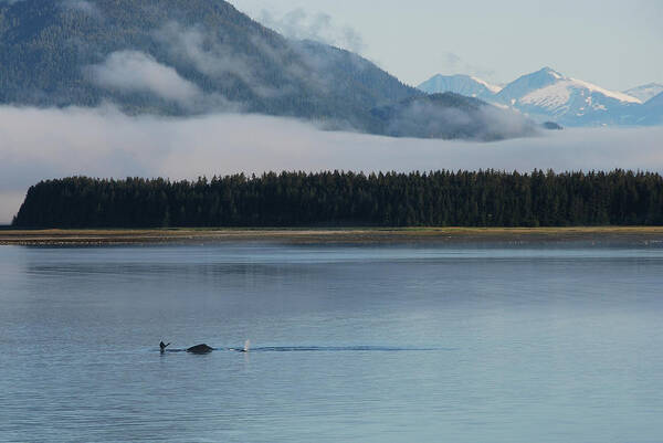 Whales Poster featuring the photograph Humpback whales and Alaskan scenery by Camilla Brattemark