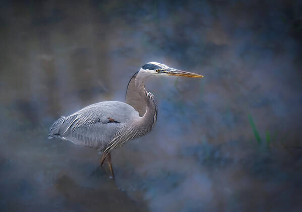 Great Blue Heron Poster featuring the photograph Hunter by Fraida Gutovich