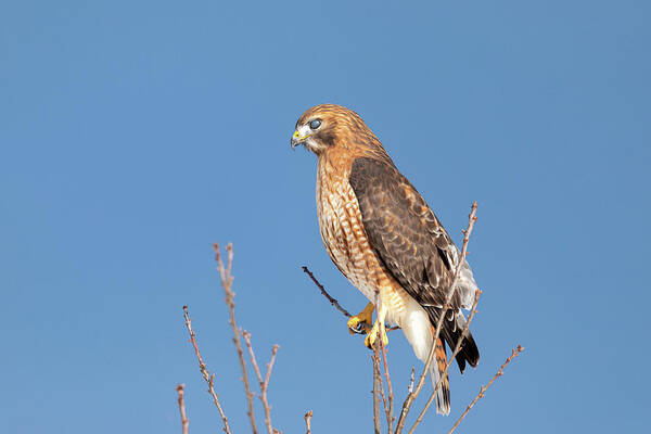 Hal Hybrid Hawk Bird Redtail X Redshoulder Red Tail Shoulder Shouldered Nature Red-tail Red-shoulder Red-shouldered Nicitating Membrane Membranes Eyes Poster featuring the photograph Hybrid hawk - nicitating membranes by Brian Hale