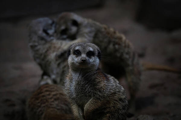 Meerkat Poster featuring the photograph I Am Innocent I Tell Ya by Ernest Echols