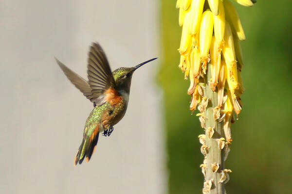 Humming Bird Poster featuring the photograph I Believe I can Fly by Montez Kerr