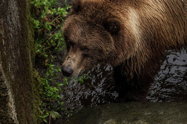 Brown Bear Poster featuring the photograph I see you by David Kirby