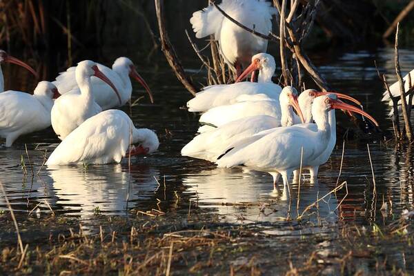 White Ibis Poster featuring the photograph Ibises at Dusk by Mingming Jiang