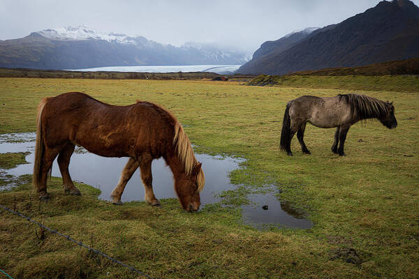 Icelandic Poster featuring the photograph Icelandic Horses by Alice Schlesier