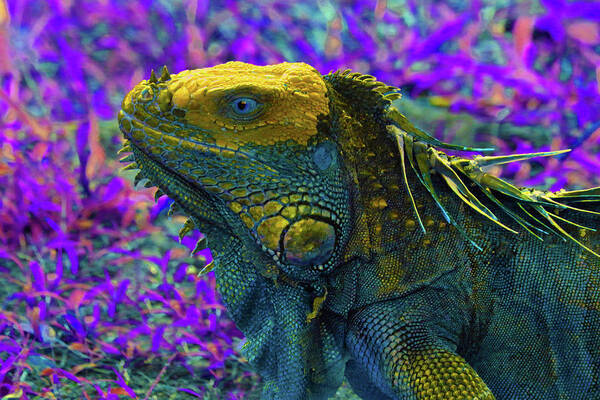 Iguana Poster featuring the photograph Iguana 2 - Abstract by Ron Berezuk