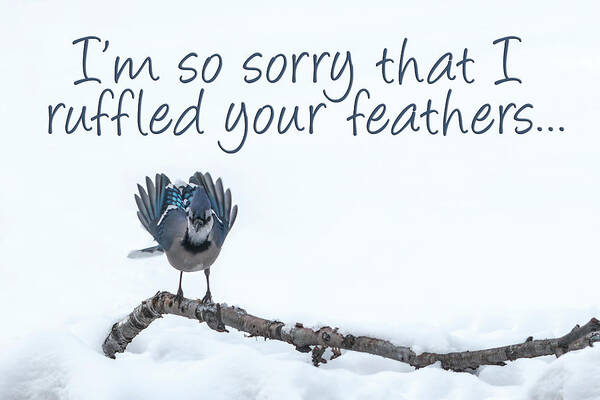 Sorry Poster featuring the photograph I'm Sorry Blue Jay Card by Patti Deters
